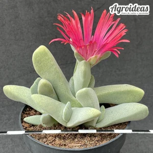 Cheiridopsis speciosa "flor selección"
