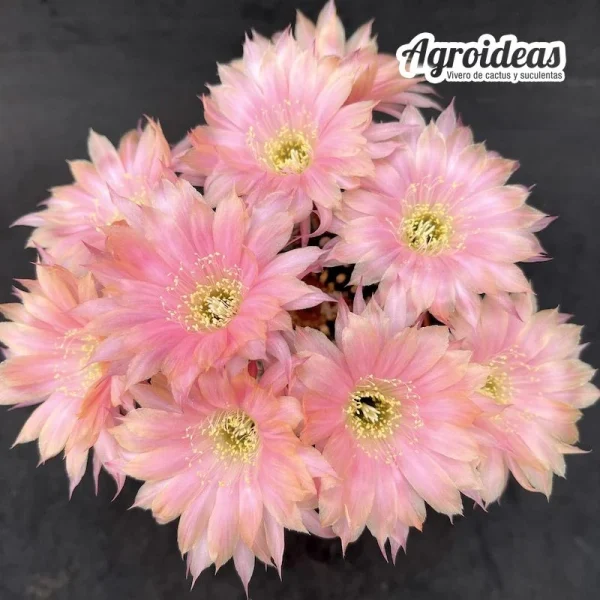 Lobivia "Lady pastel"