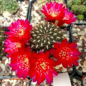 Sulcorebutia lamprochlora LH 1738