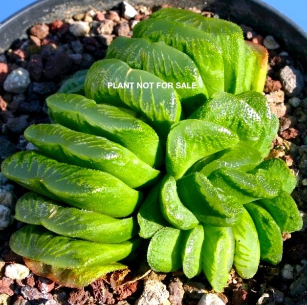 Haworthia truncata "Lime green"