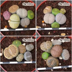 Lithops mix "Lote X 4"