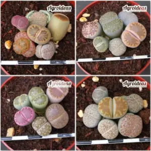 Lithops mix "Lote X 4"