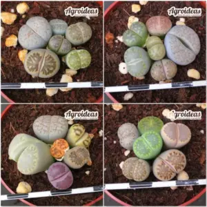 Lithops mix «Lote X 4»