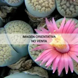 Lithops verruculosa cv."Rose Of Texas"