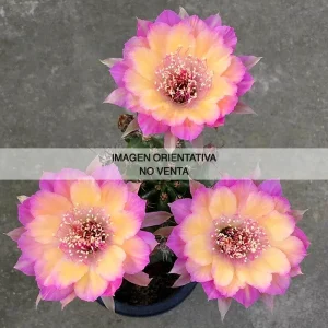 Lobivia híbrida "Tai 13821"