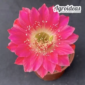 Lobivia cv. Altena "Ex. Agroideas"