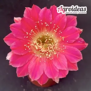 Lobivia cv. "Altena" Ex. Agroideas