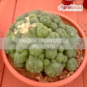 Lophophora williamsi f. caespitosa