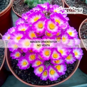 Mammillaria luethyi