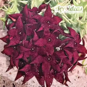 Orbea lutea vaga "Selección"