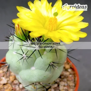 Ortegocactus macdougallii