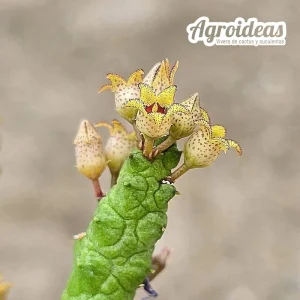 Stapelianthus madagascariensis x Pseudolithos caput-viperae