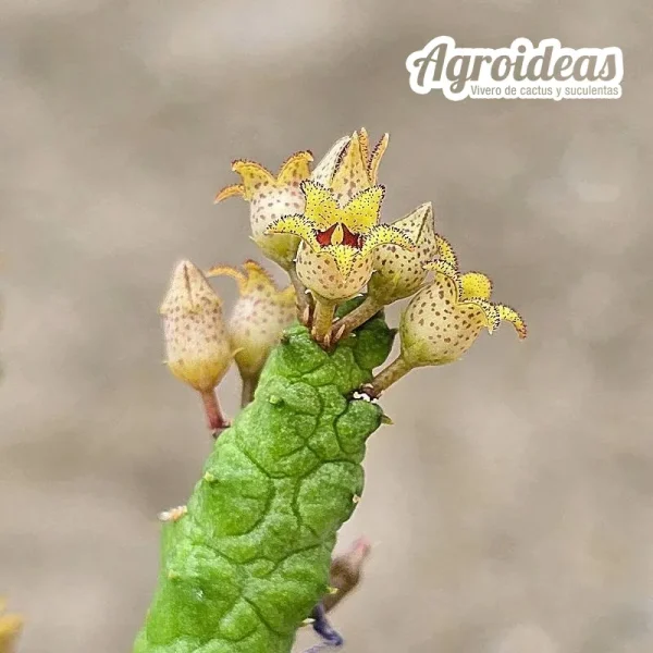 Stapelianthus madagascariensis x Pseudolithos caput-viperae