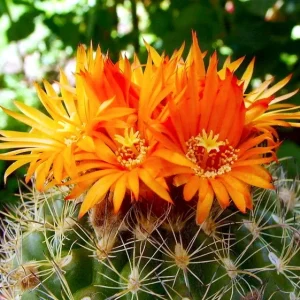 Parodia mairanana
