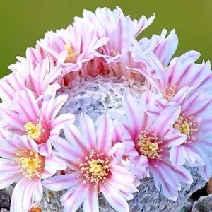 Mammillaria breviplumosa