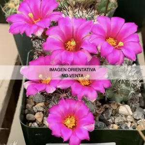 Mammillaria schumannii