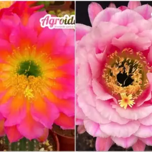 Trichocereus "Maria's Duett X Tachin-Tachin" Ex. Agroideas