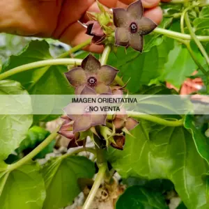 Matelea cyclophylla