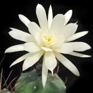 Matucana madisoniorum "Flor blanca"