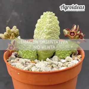 Pseudolithos migiurtinus X dodsonianus