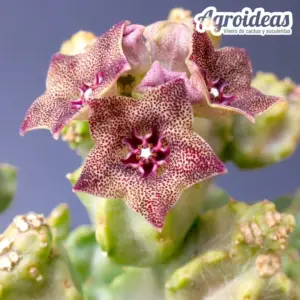 Monolluma hexagona "Lavranos"