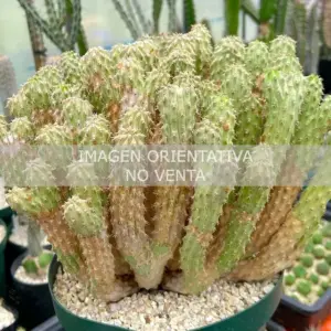 Euphorbia multiclava "fr. Somaliland"