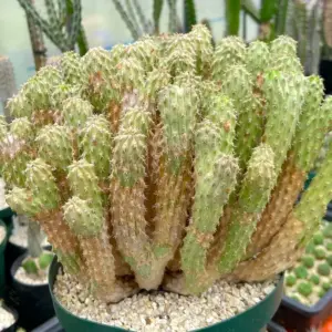 Euphorbia multiclava