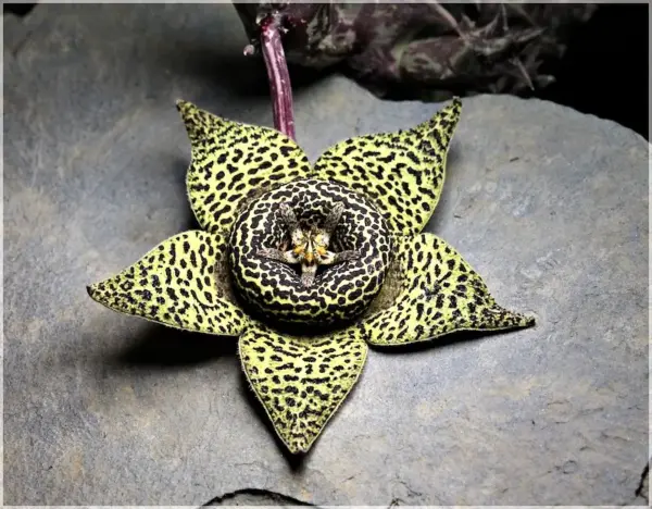 Orbea namaquensis