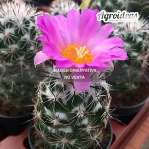 Neolloydia grandiflora