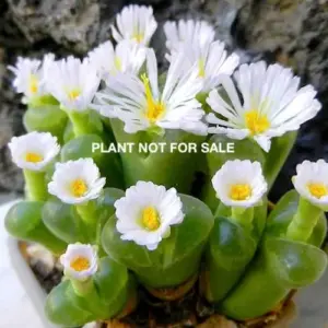 Ophthalmophyllum longum SH639