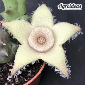 Orbea ciliata
