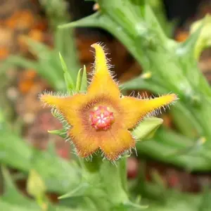 Orbea cupido