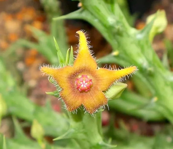 Orbea "cupido"