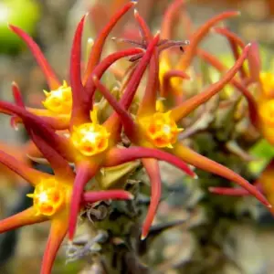 Orbea laikipiensis