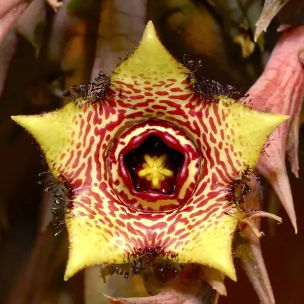Orbea paradoxa