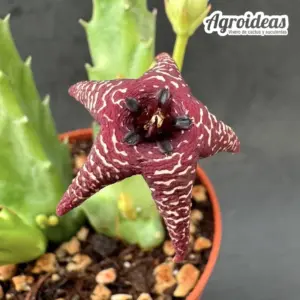 Orbea cv. "Starlight"
