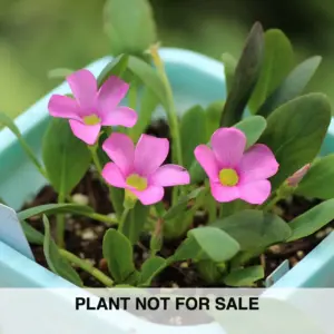 Oxalis monophylla "Dysseldorp"