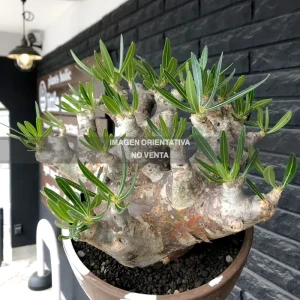 Pachypodium brevicalyx