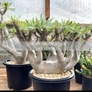 Pachypodium makayense