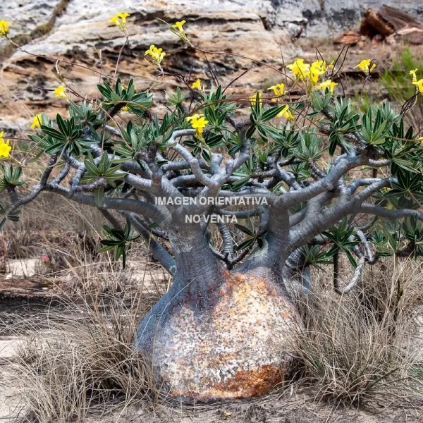 Pachypodium rosulatum ssp. cactipes