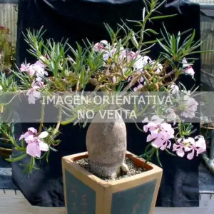 Pachypodium succulentum