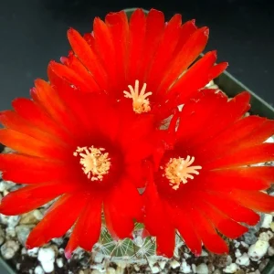 Parodia sanguiniflora