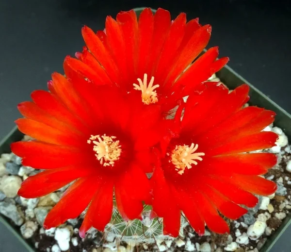 Parodia sanguiniflora