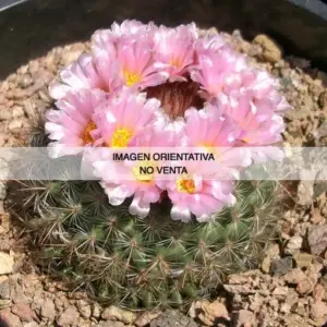 Pediocactus simpsonii