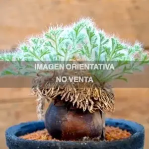 Pelargonium caroli-henricii JAA 1761"