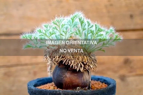 Pelargonium caroli-henricii JAA 1761"