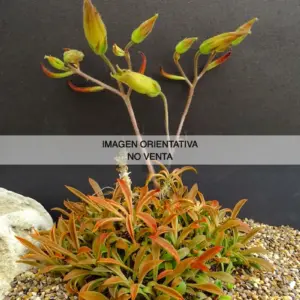 Tylecodon ventricosus