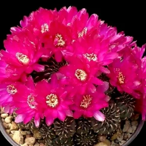 Sulcorebutia heinzii HS151