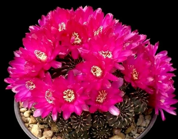 Sulcorebutia heinzii HS151