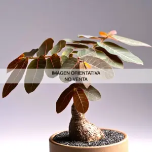 Phyllanthus mirabilis